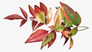 Leaves, Autumn, Fall, Colorful, Foliage, Nature - Autumn