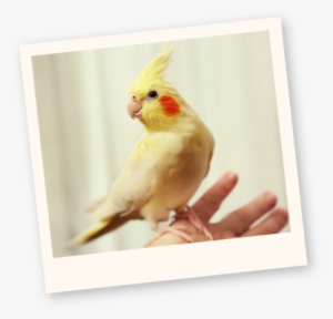 Learn More About Birds - Cockatiels Birds