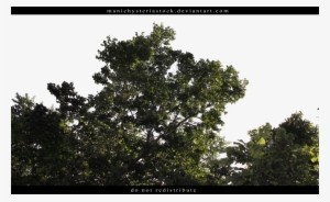 Green Foliage Cut Out 2 By Manichysteriastock - Green Foliage Cut Out