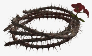Crown Of Thorns - Transparent Thorns