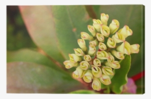 Crown Of Thorns Or Christ Thorn Flower Canvas Print - Thorns, Spines, And Prickles