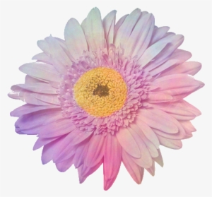 Buscar Con Google - Overlays Transparent Tumblr Flowers