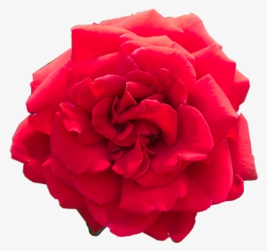 Clipart & Free Valentines Graphics - Transparent Png Flowers Red