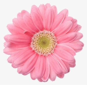 Flower Png Tumblr Flowers - Clear Background Flower Png