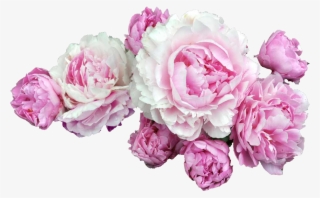 Peonies Png