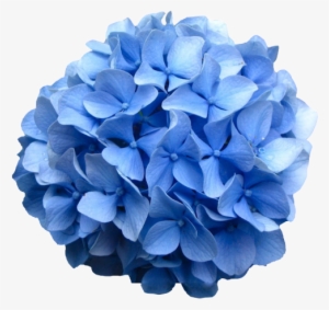 Blue Hydrangea Transparent