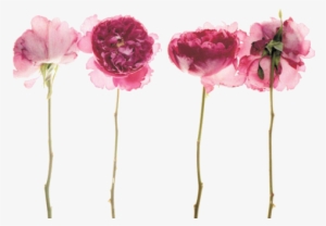 Imágenes Tumblr Vintage Png