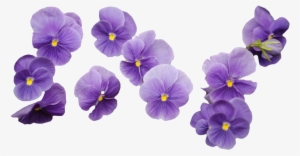 Purple Flowers Transparent