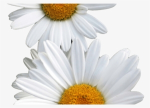 Transparent Other Edits Pinterest Flowers - Daisy Overlay