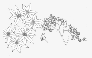 Tumblr Transparent Flower Drawing Download - Drawing
