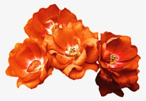 Orange Rose Crown By Jeanicebartzen27 On Deviantart - Orange Flower Crown Png