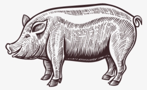 Pig Roast - Ilustração De Porco