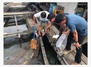 All Fish Farms Affected By Johor Oil Spill Can Fully - Lumber