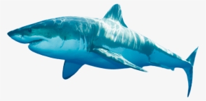 Ocean Png - 9 Foot Long Shark