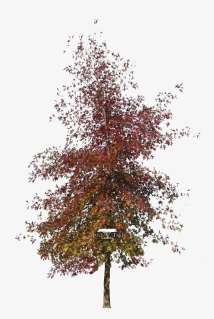 Quercus Palustris - Maple