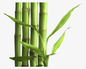 Bamboo Png Transparent Images - Bamboo Png
