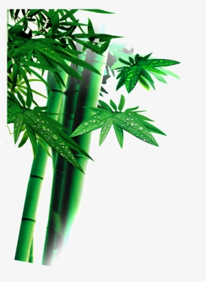 Beautiful High Definition Green Bamboo Leaves Png - اوراق شجر خضراء Png