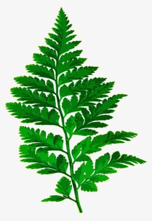 Forest, Fern Leaf Nature Green Leaves Plant Forest - Fern Silhouette Png