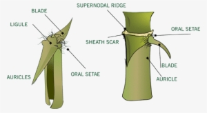 Many Species Of Bamboo Can Be Identified By Color, - Culm Sheath Of Bamboo