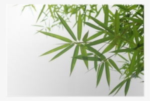 Bamboo