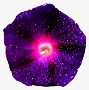 Purple Pink Galaxy Flower Flowers Morningglory Beautifu - Galaxy Flowers Png
