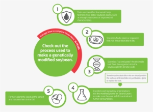 A Flowchart Showing How An Organism Such As A Soybean - Genetically Modified Soybeans