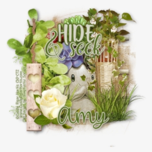 Hide & Seek - Garden Roses