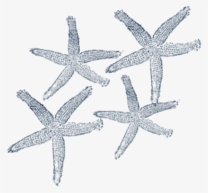 White Starfish Png Download