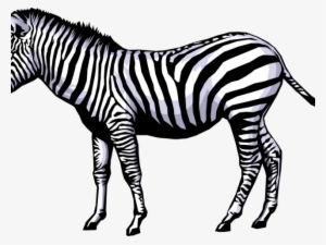 Zebra Clipart Full Hd - Zebra Clip Art