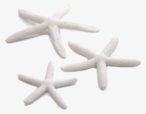 Biorb Starfish Set 3per Pk White 46134