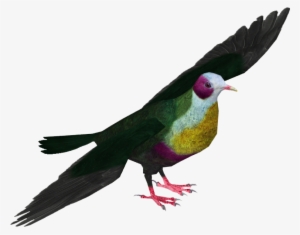Yellow-breasted Fruit Dove - Pink-headed Fruit Dove