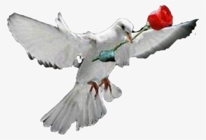 White Dove