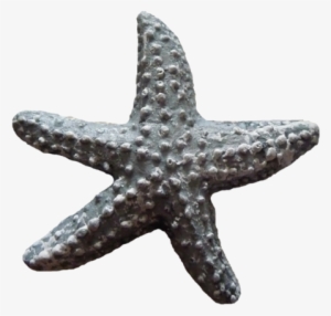 Seashells Starfish - Portable Network Graphics
