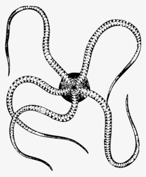 Starfish Art Forms In Nature Brittle Stars Invertebrate - Brittle Star Clipart Black And White