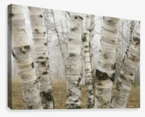 Ontario, Canada - Birch Trees In Canada