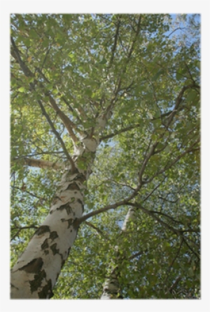 Birch