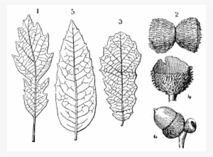 File - La Nature - 1878 - S1 - P045 - Les Périodes - Illustration