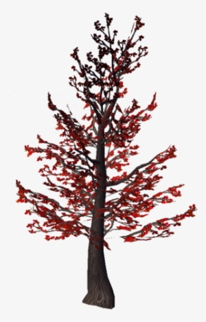 Tree - Red Pine