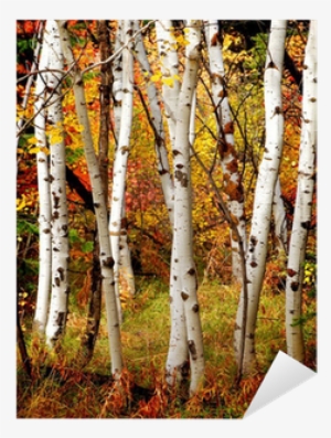 Birch Trees Fall