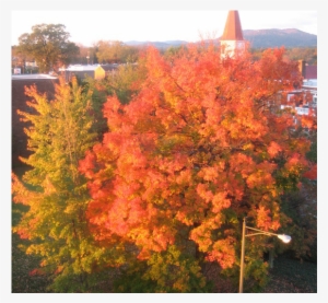 Beautiful University Town 2 Hours From Washington Dc - Maple Leaf