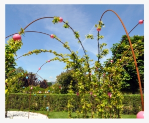 Anterior Próximo - Botanical Garden