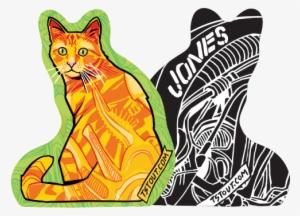 Jones - Domestic Short-haired Cat