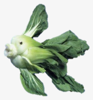 Posts Fish Png Transparent Bok Choy - Graphic Artists Get Bored