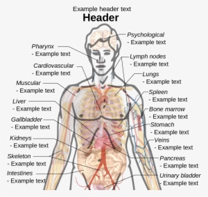 Body Parts Of Man Diagram Study Photo Gallery On Website