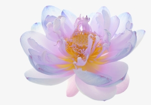Sacred Lotus
