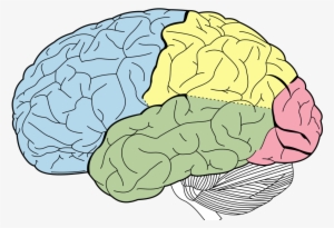When Scientists Discover New Body Parts - Lobes Of The Brain