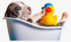 Spaw Services - Bathing And Grooming Png