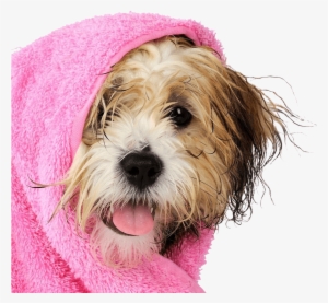 Dog In Towel