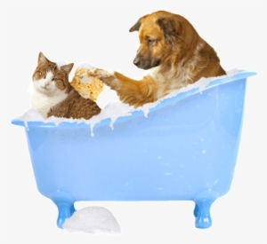 Dog Bathing Cat Clipped Rev - Cat And Dog Png
