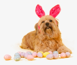 Dog Grooming Pals - Dog Easter Png